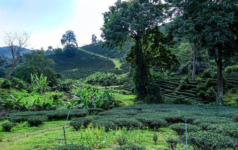 Tea Plantation