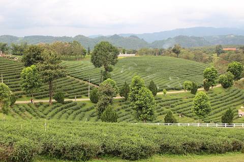 Choui Fong tea plantation in Chiang Rai province, Northern Thailand