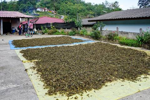 Tea plantation - Chiang Rai, Thailand