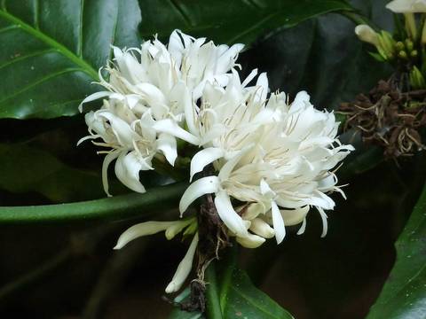 Robusta coffee (Coffea canephora; syn. Coffea robusta) is a species of coffee that has its origins in central and western sub-Saharan Africa. It is a species of flowering plant in the Rubiaceae family
