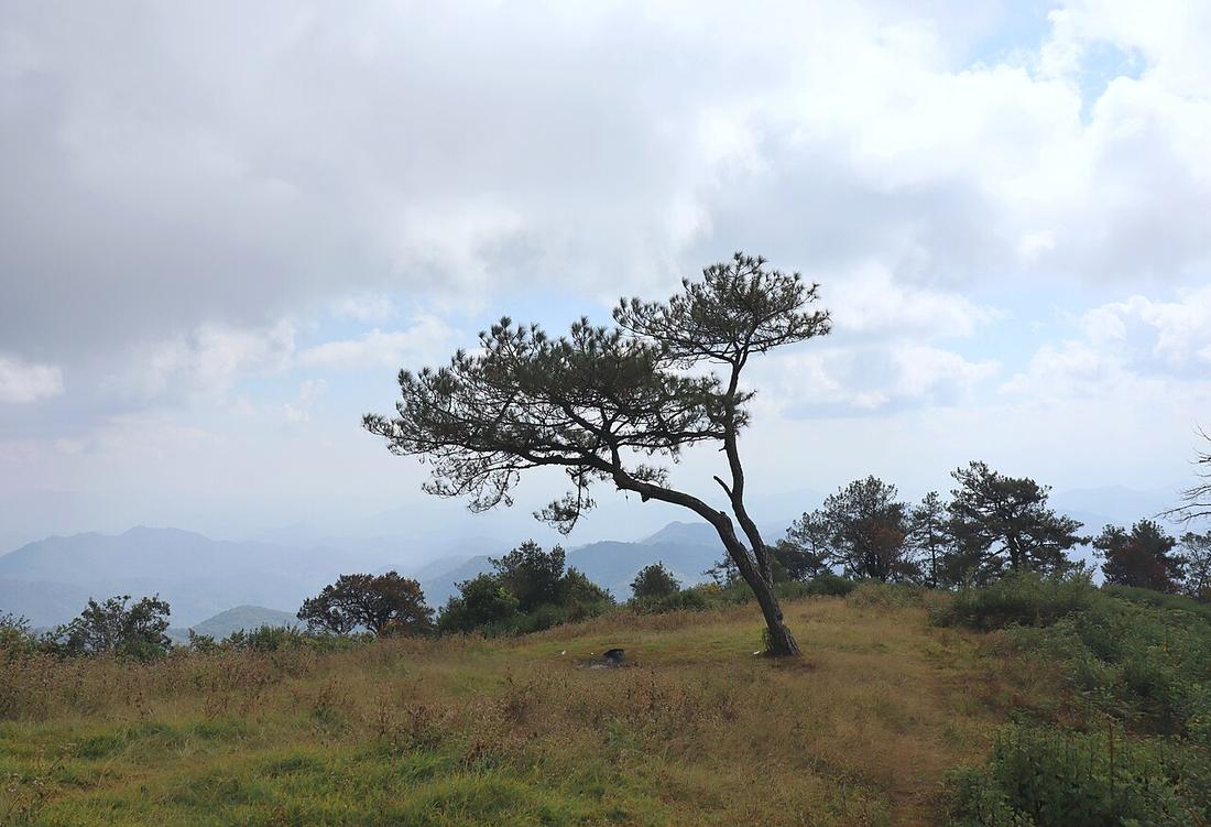 A lone pine tree at the summit of Mon Ang Ket, the highest peak in Samoeng District, Chiang Mai, Thailand (1,840 meters above sea level). The area is a protected natural site featuring a scenic landsc
