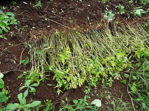 Peanuts in Pang Mapha District, Mae Hong Son Province.