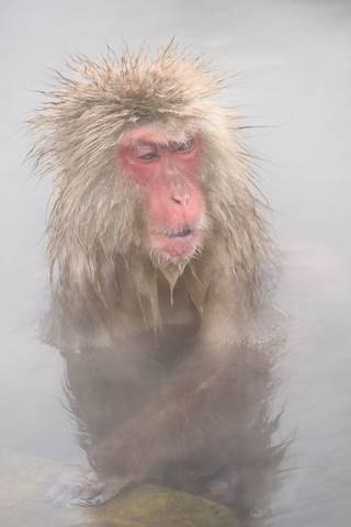 Snow Monkey in Hot Spring, Japan