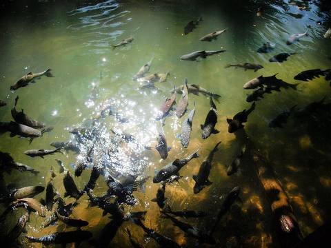 Fish in Tham Pla–Pha Suea Waterfall National Park near Mae Hong Son, Northern Thailand