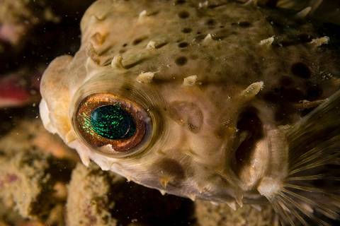When photographed the eye reflects a certain green color of the underwater strobe. Diodon liturosus Hides in caves and ledges during the day and forages at night, Solitary. Feeds on crustaceans and mo