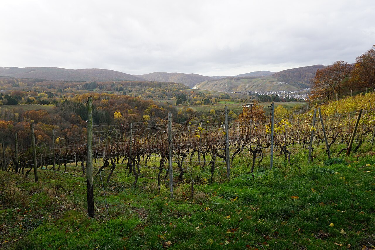 vineyard in the Ahr Valley, Germany