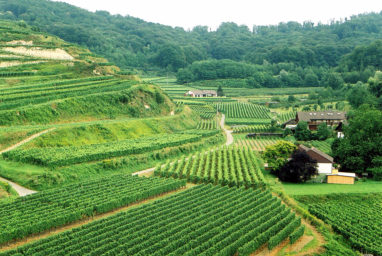 Vineyards below the Totenkopf (556 m) at Bickensohl, Kaiserstuhl, Baden.