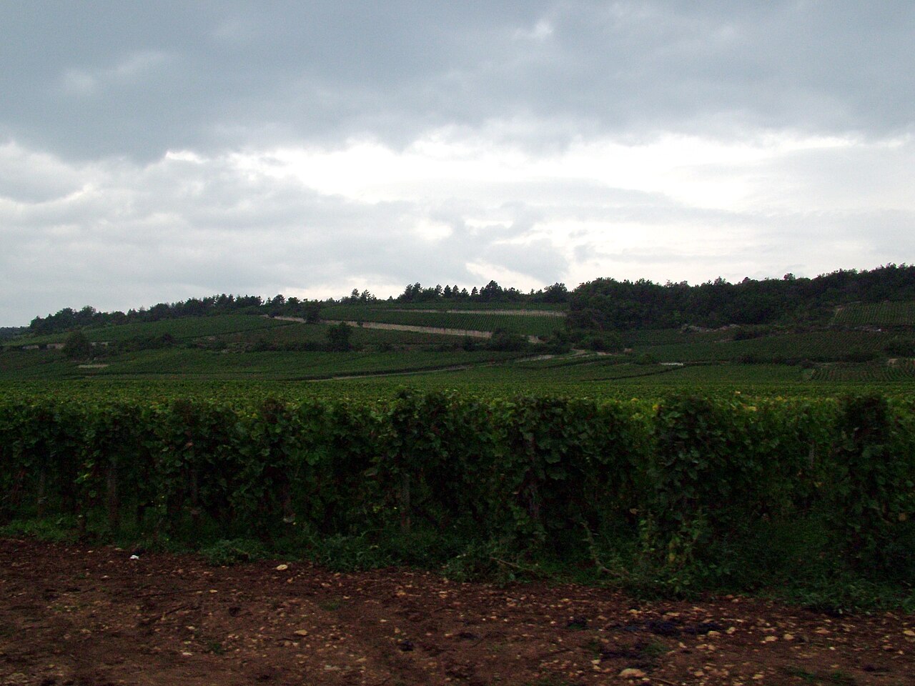 From author: "Burgundy region...mostly around the appellations of Chambelle-Musigny and Chambertin, but in and around Dijon, Beaune and area."