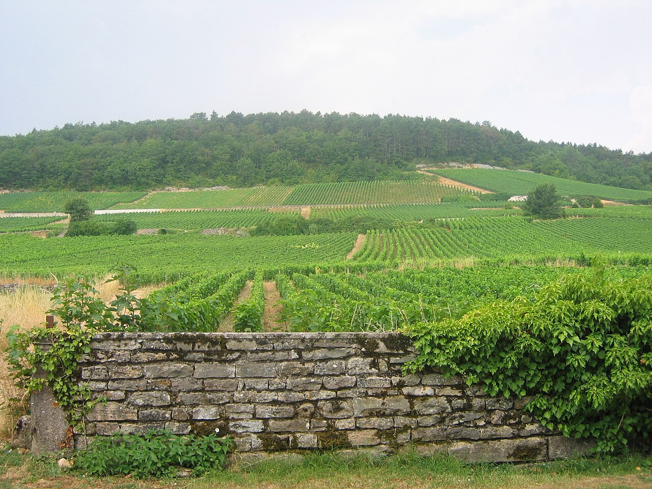 Vignoble de Gevrey-Chambertin, Bourgogne, France.