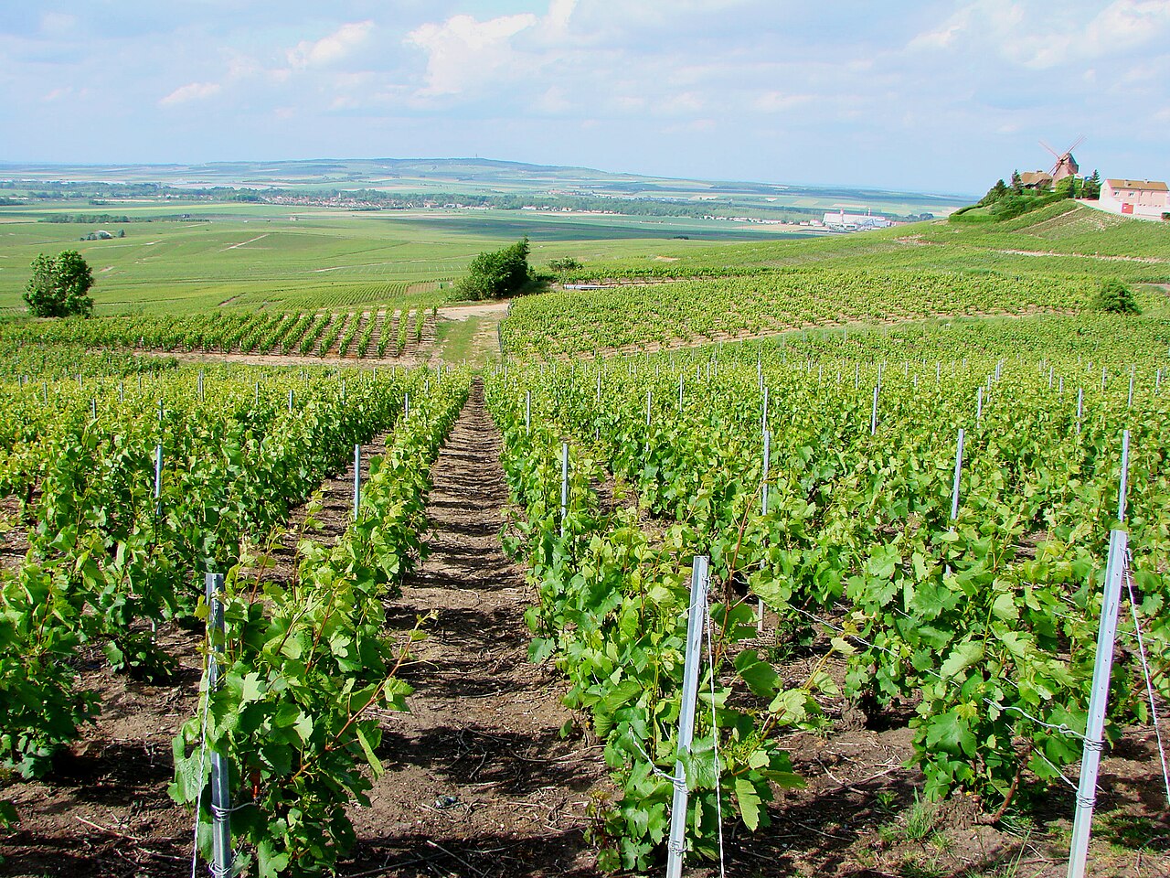 Vignoble du champagne sur la Montagne de Reims: Verzenay.(Mai 2007)