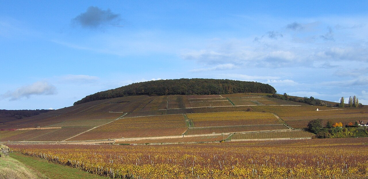 The Corton hill as seen from southwest (by D18 road at les Basses Vergelesses). Most of the vineyards on the hill are in the Corton climats of le Charlemagne (left) and les Pougets (right), both in Al