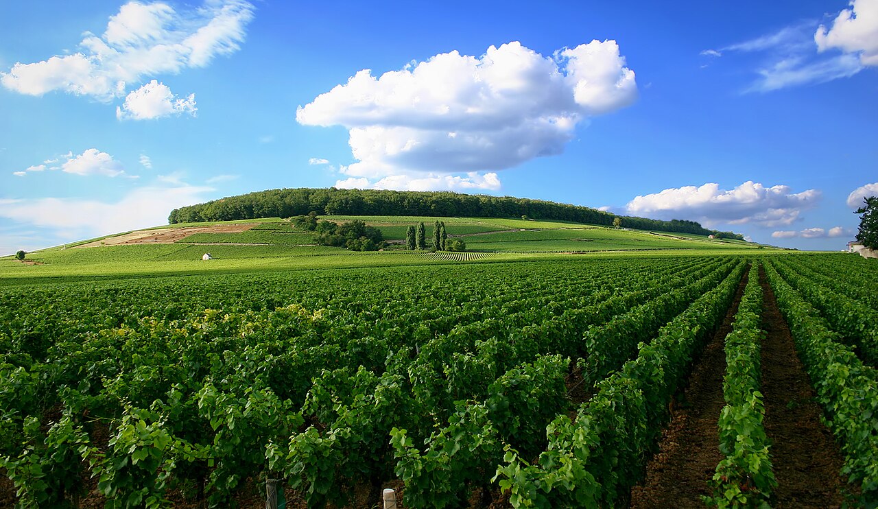 Vineyard in Côte de Beaune, Burgundy, France
