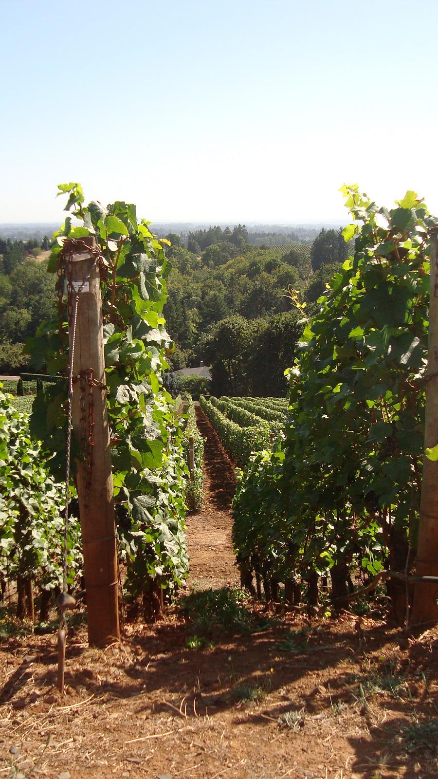 Pinot Noir grapes at Archery Summit in the Willamette Valley wine region of Dundee Hills