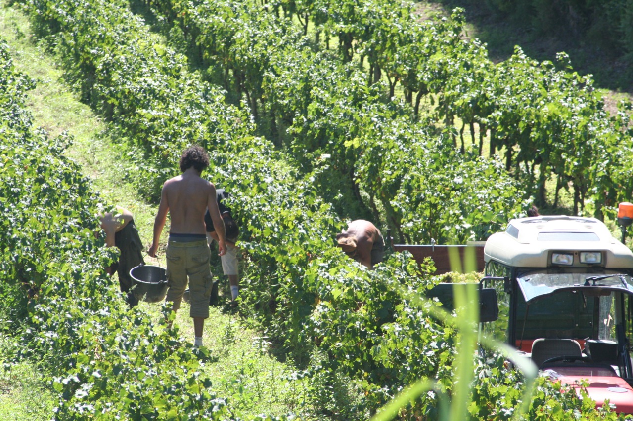 Harvesting wine grapes in the French wine region of the Vaucluse
