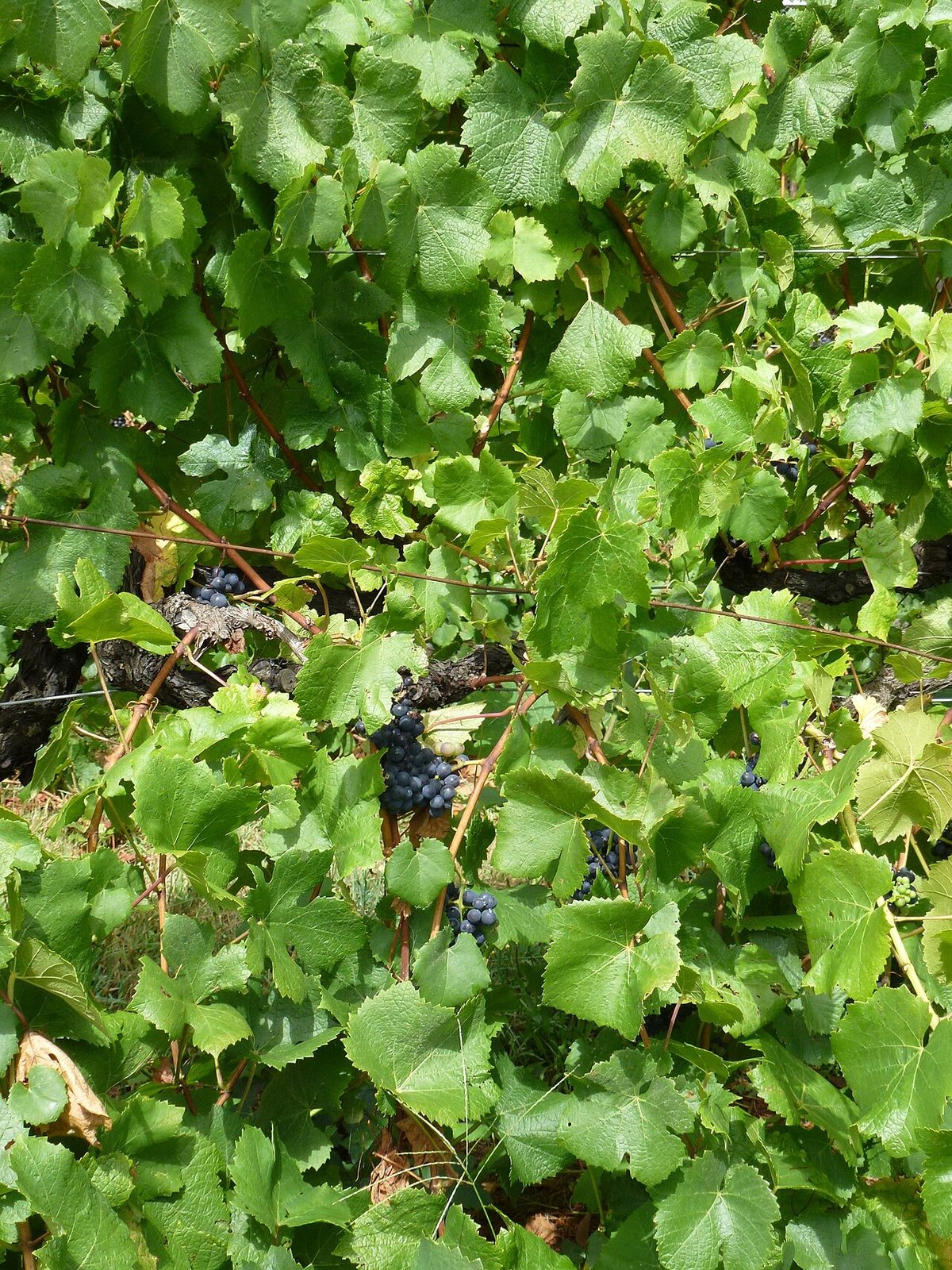 Pinot Noir vines at the Main Ridge Estate vineyard, Mornington Peninsula Victoria, Australia.