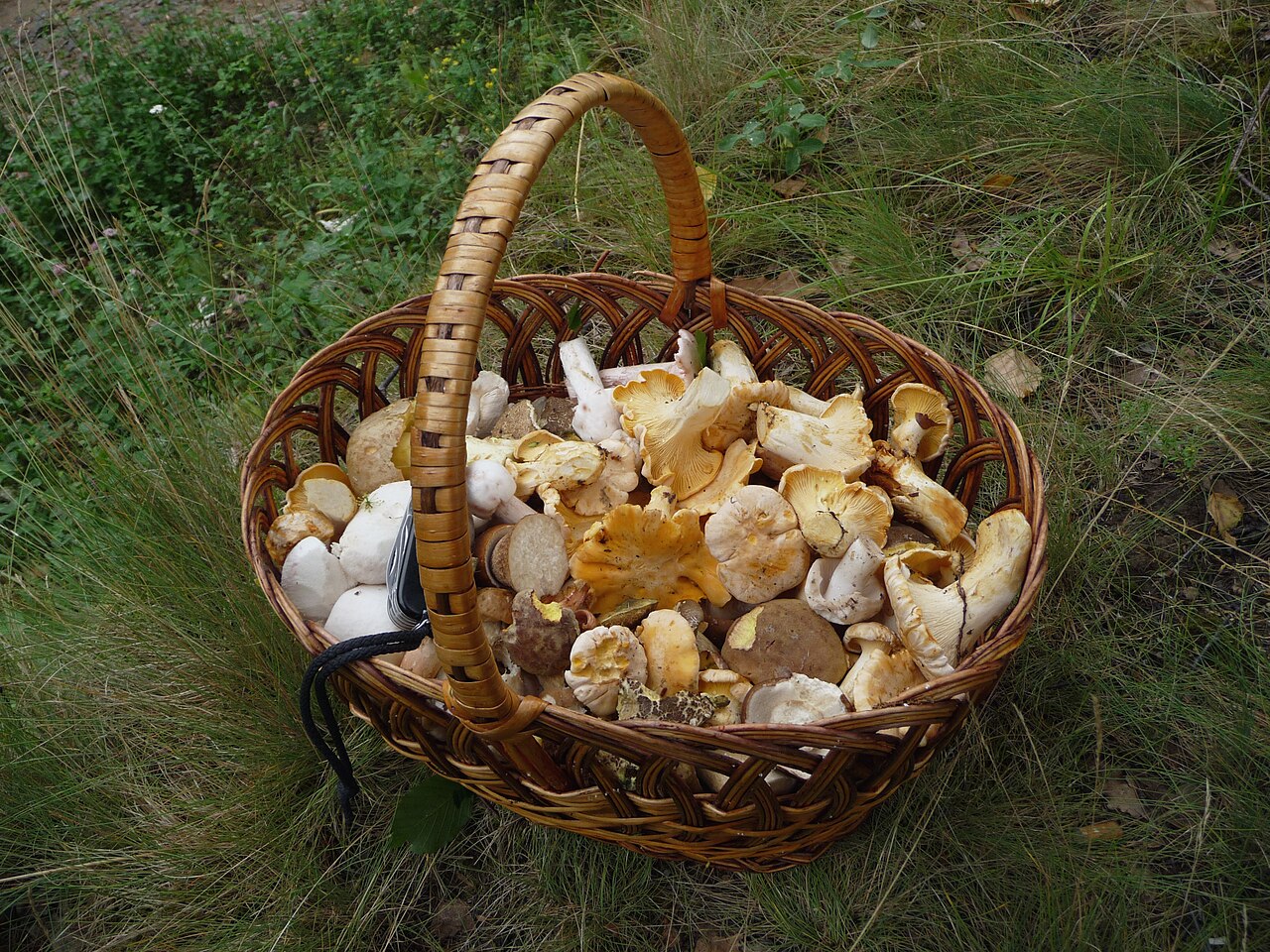 Picked edible fungi in basket. Cep (Boletus edulis and Boletus reticulatus), golden chanterelle Cantharellus cibarius, Xerocomus chrysenteron, Xerocomus subtomentosus and Russula vesca. Trophies of a
