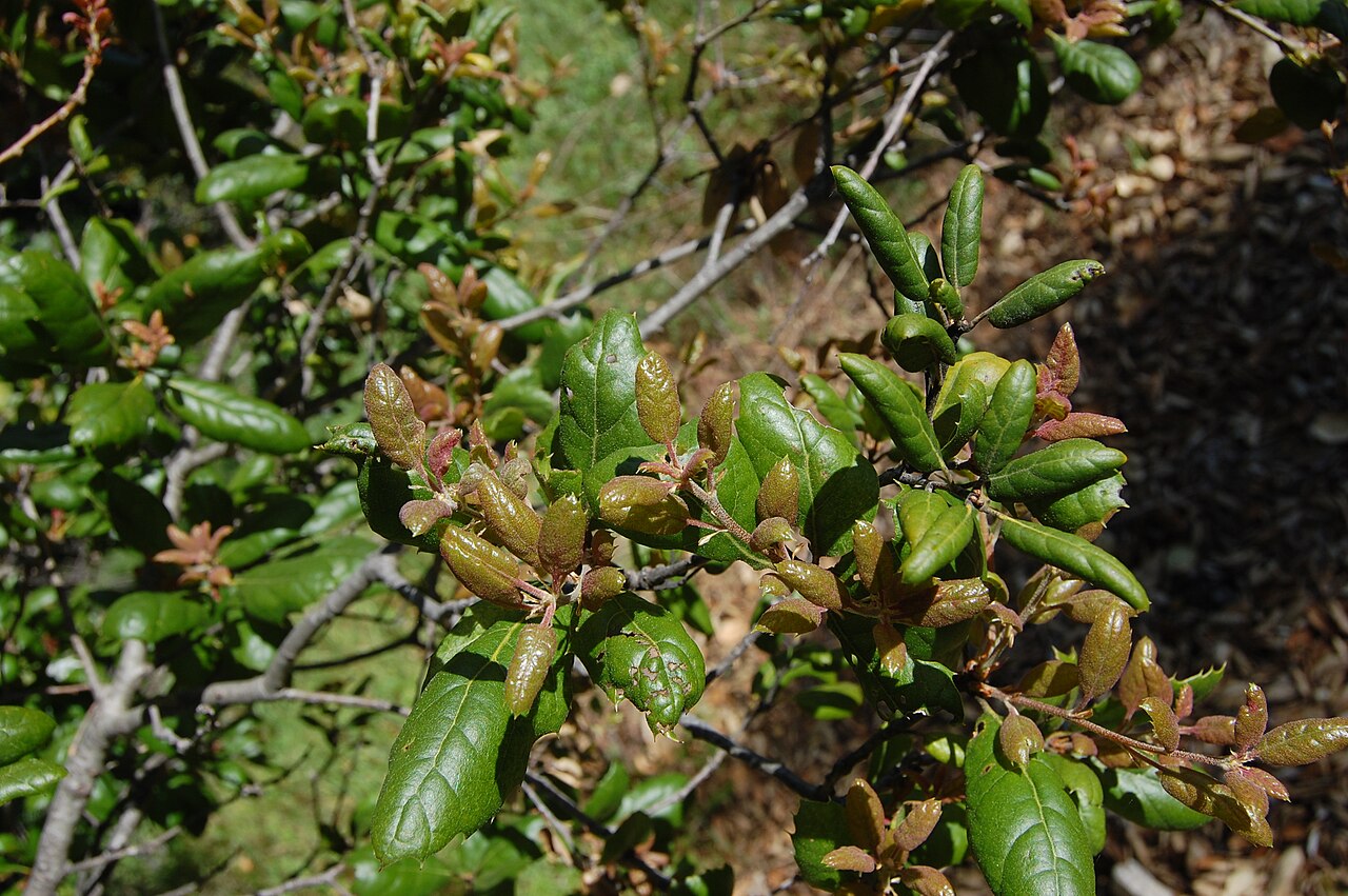 Coast Live Oak