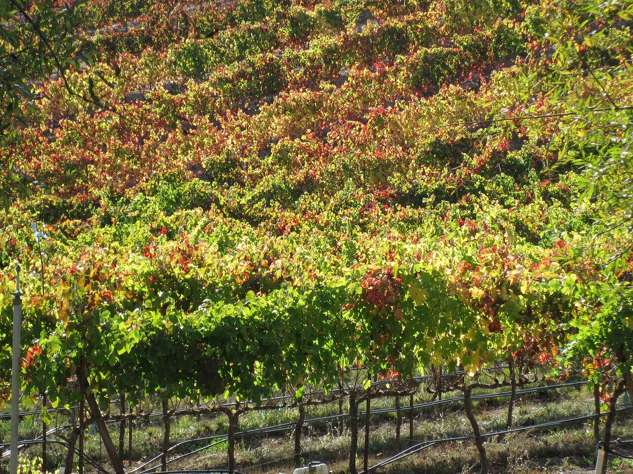 Vineyards in the California wine region of the Russian River Valley in Sonoma