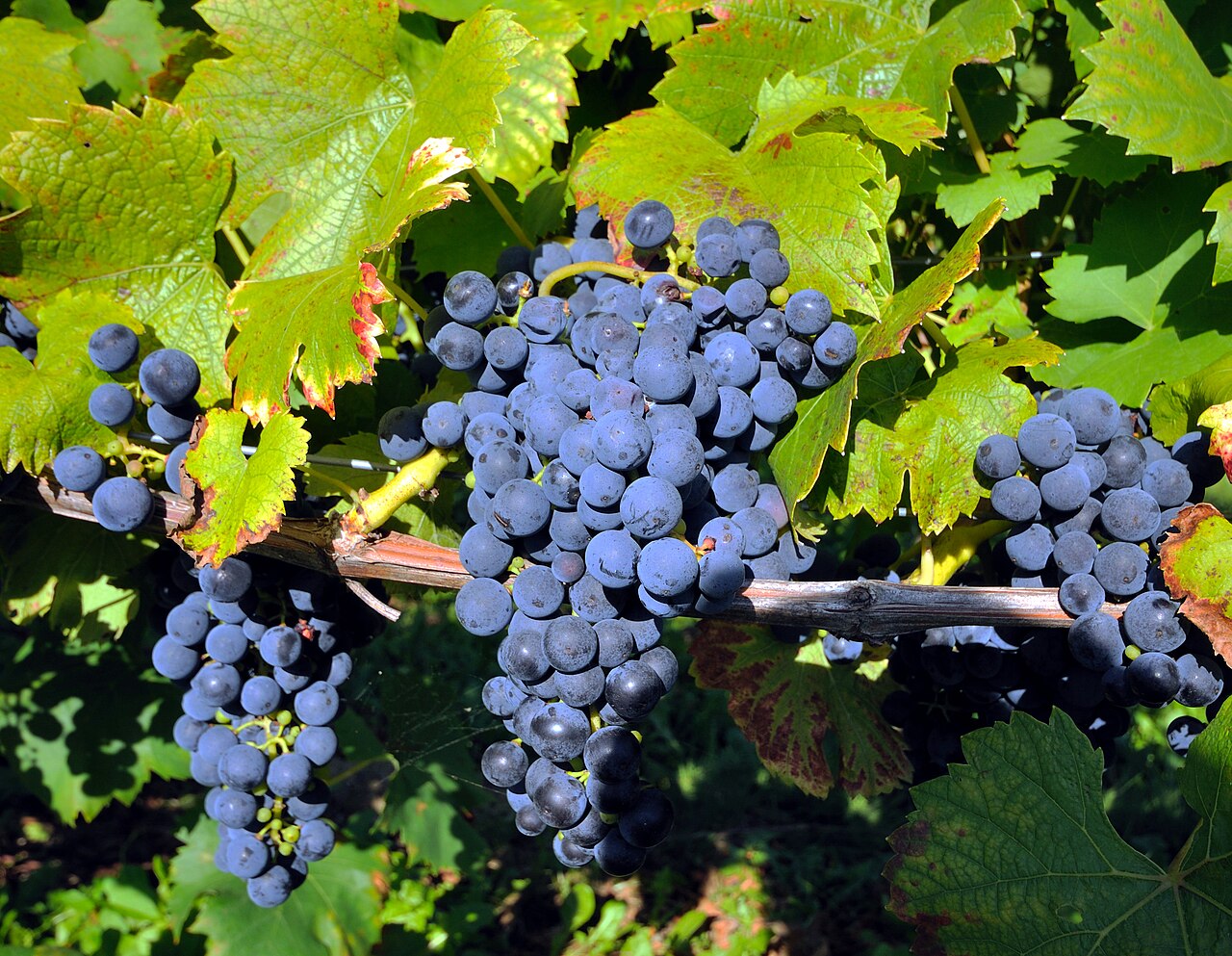 Trauben und Blätter des blauen Spätburgunders