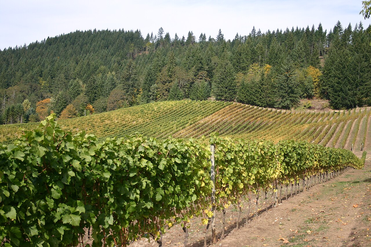 Vineyard in the Oregon wine region of Willamette Valley
