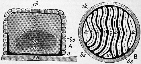 A straw skep, engraved