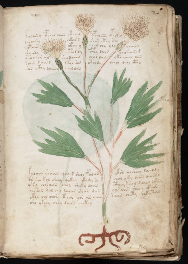 f2r, a herbal page: one plant, roots to flower, wrapped in text. Bax read its label as centaury